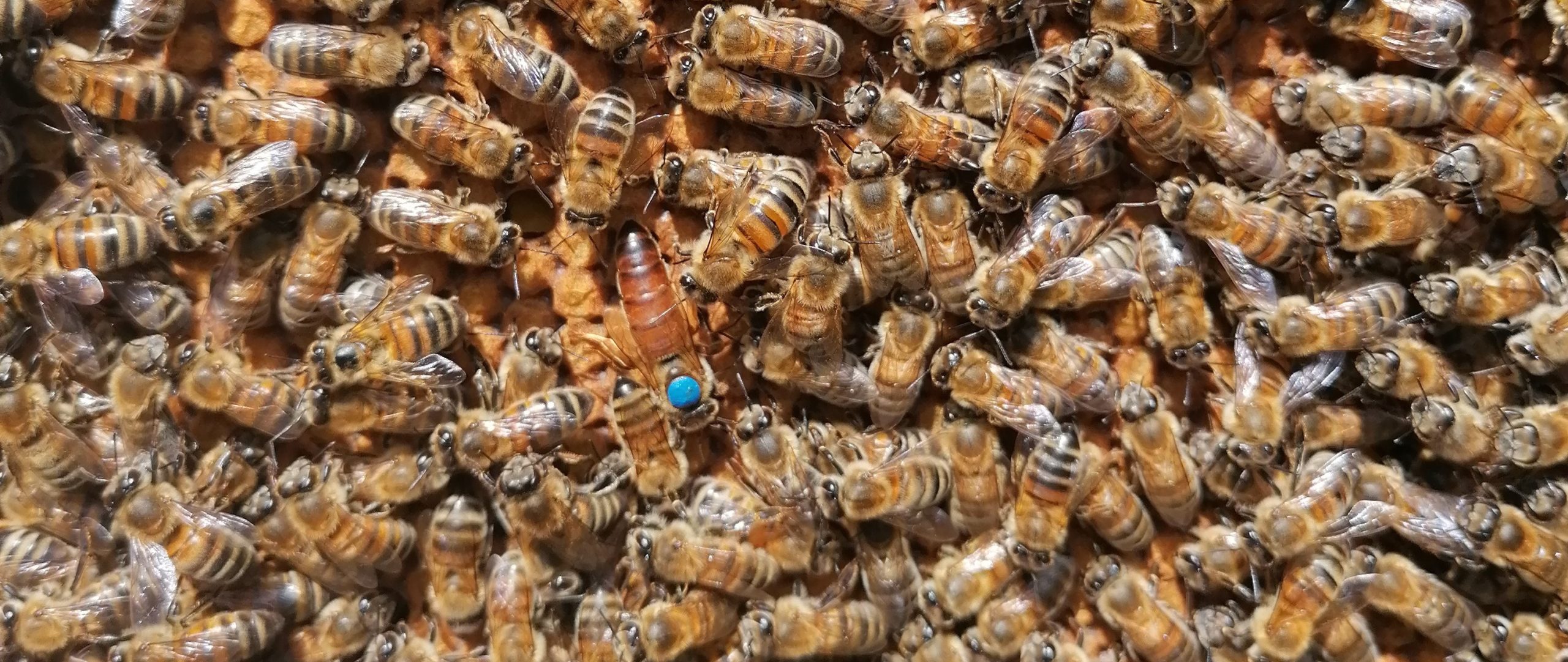 Élevage des reines - l'abeille de Brenne